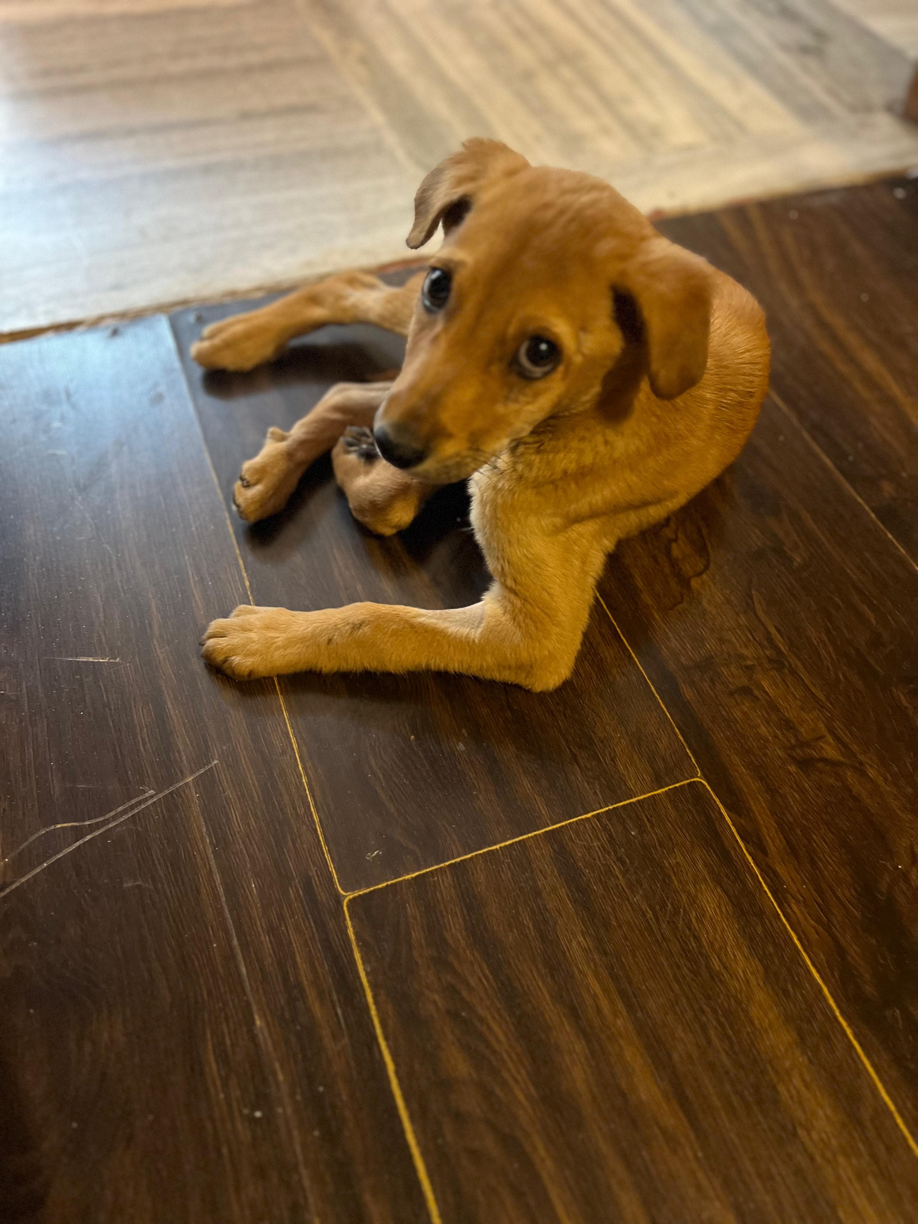 Gucci — puppy rescued with parvo, now fully recovered and healthy