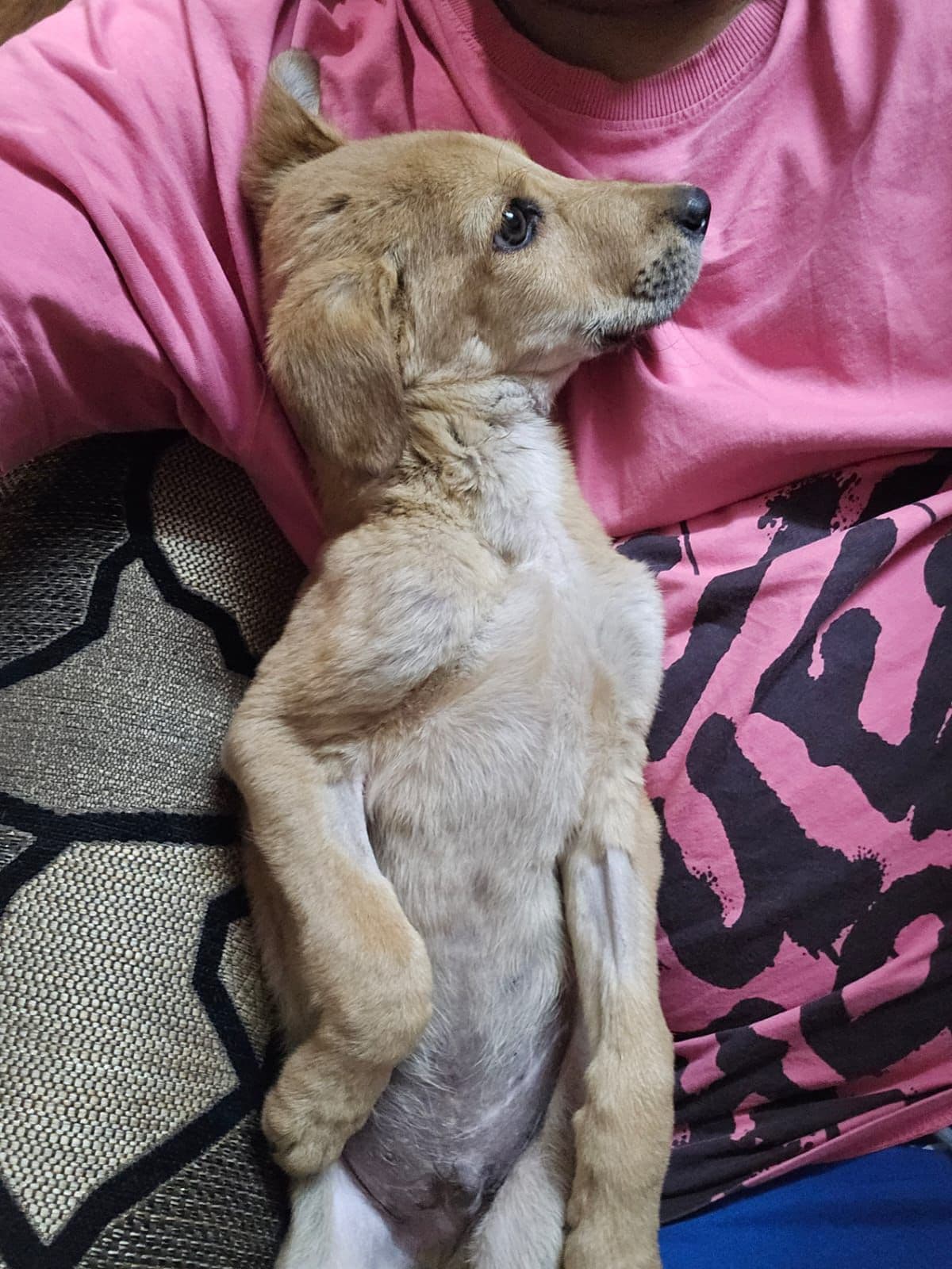 Pari — dog rescued after car accident, now fully healed