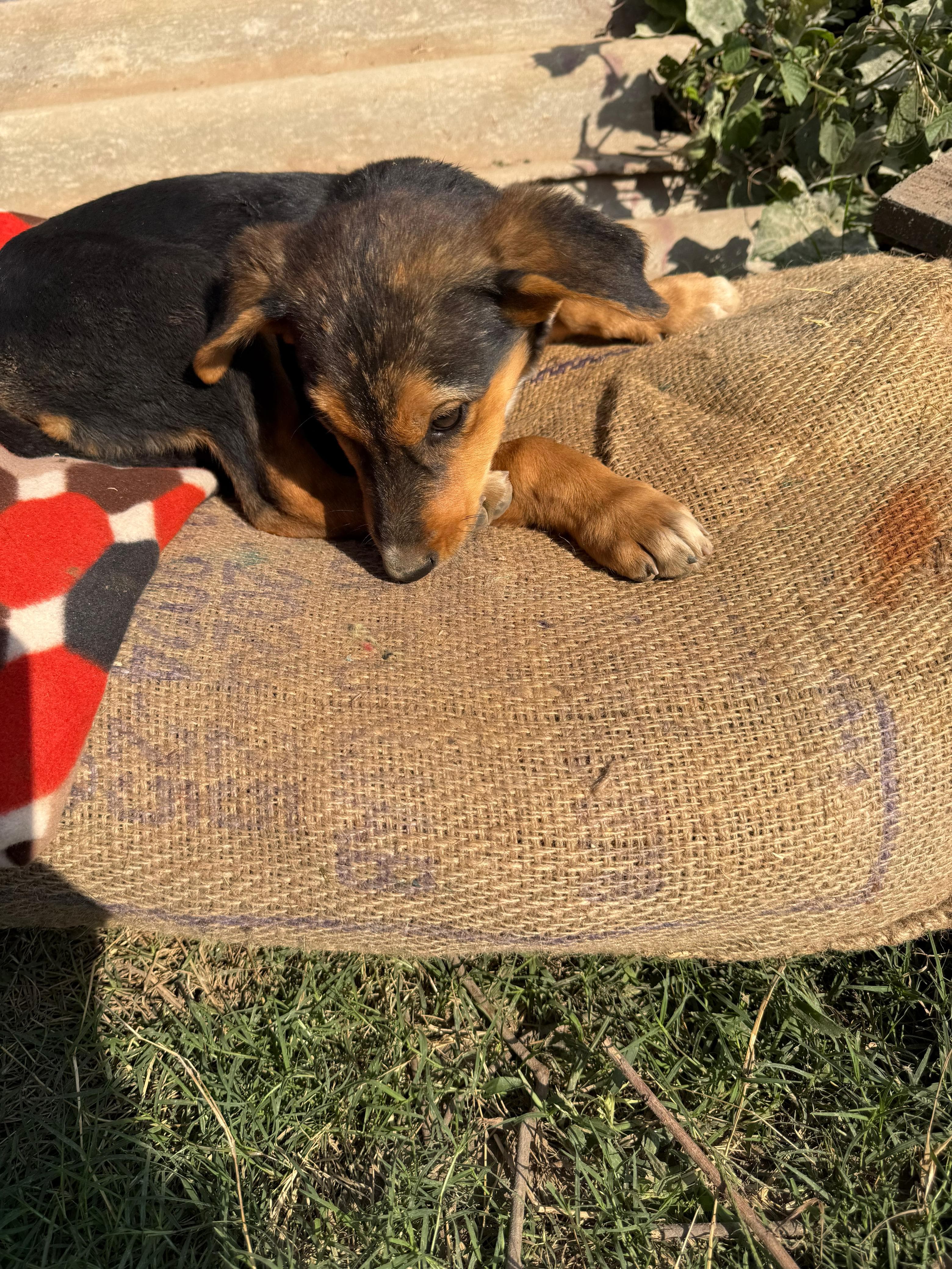 Dog resting on a bori bed provided by The Bhau Project
