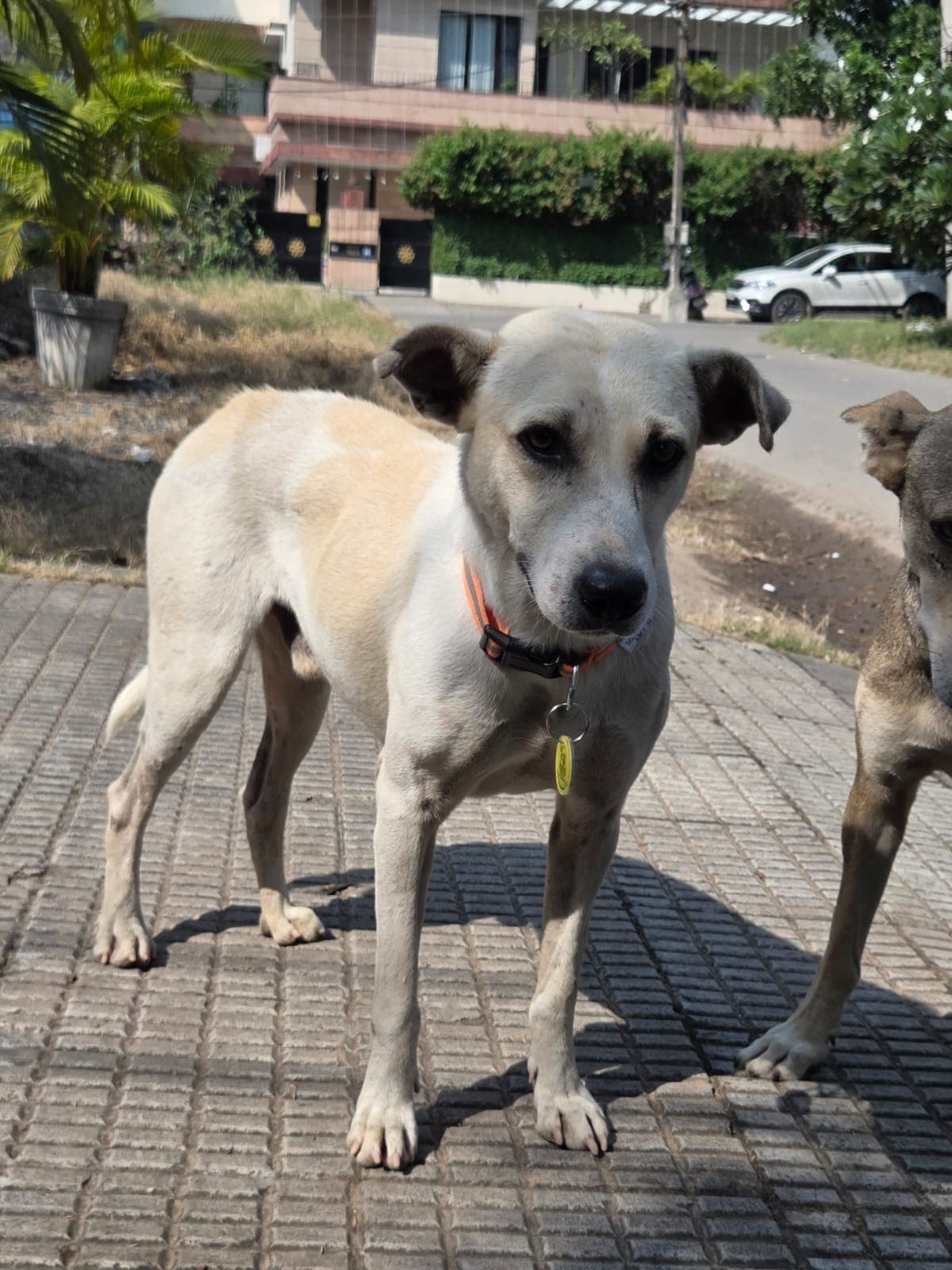 Community member putting a collar and ID tag on a street dog during a Bhau Project drive