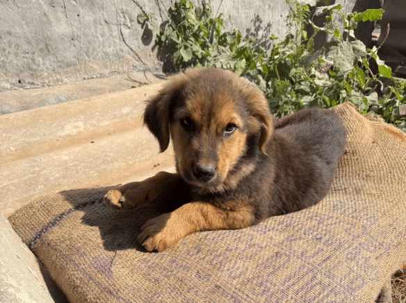 A rescued puppy resting on a bori bed — safe, warm, and cared for