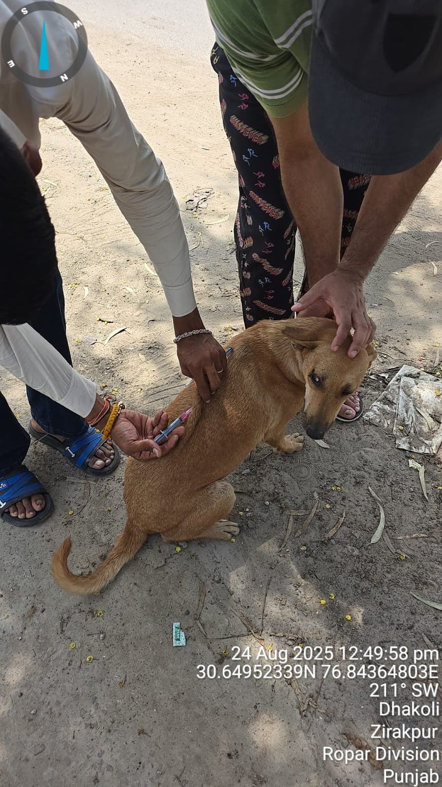 Volunteers providing vaccination to a stray dog during a Bhau Project drive