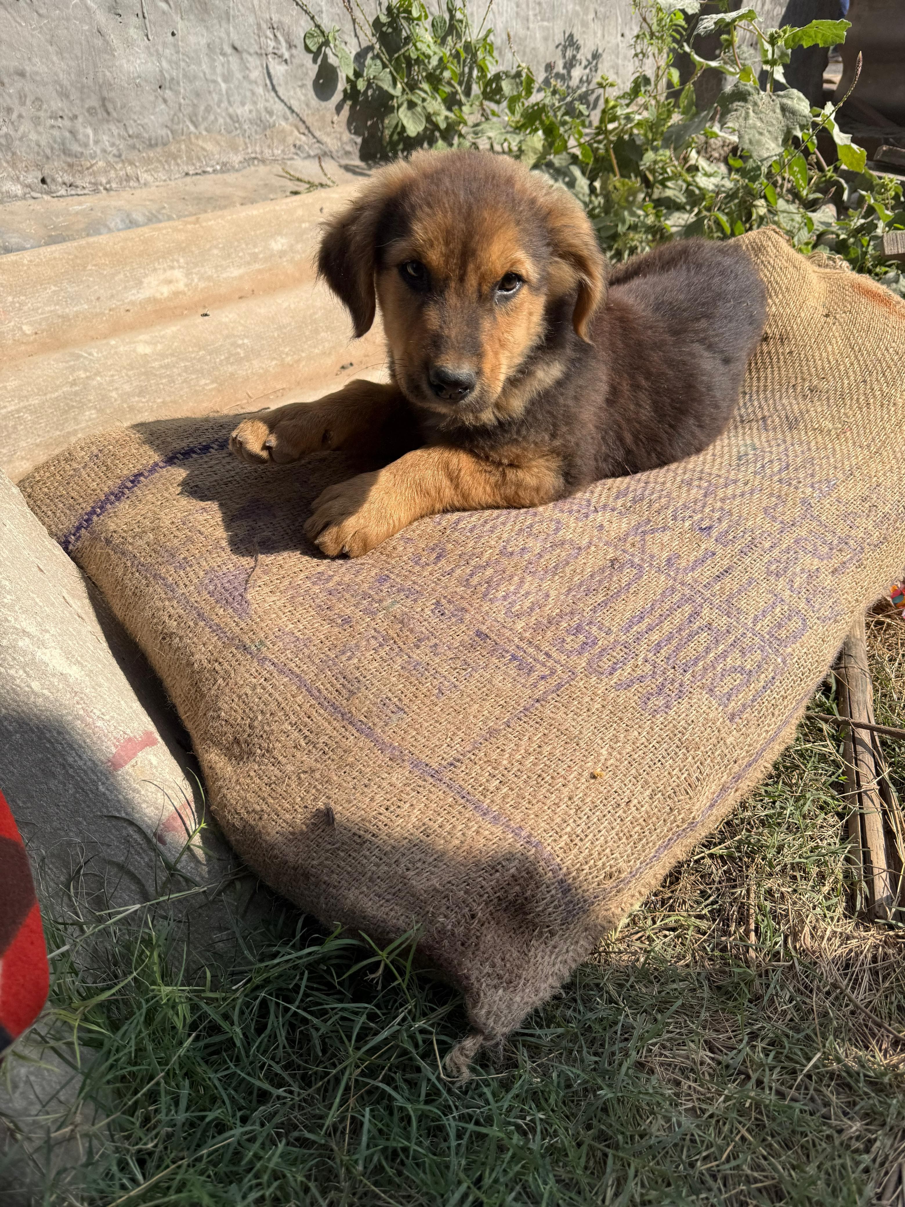 Dogs resting on bori beds — The Bhau Project